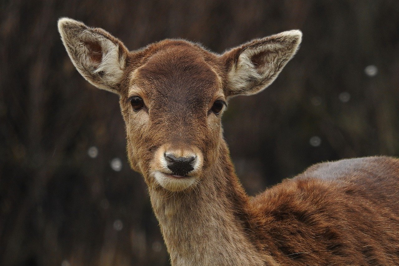 The Ultimate Guide to Wildlife Viewing in Yellowstone